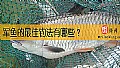 《军鱼的最佳钓法有哪些?》封面图