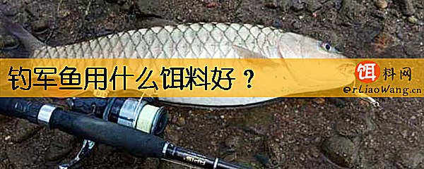 钓军鱼用什么饵料好