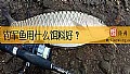 《钓军鱼用什么饵料好?》封面图