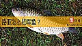 《路亚怎么钓军鱼?》封面图