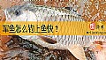 《军鱼怎么钓上鱼快?》封面图