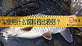 《军鱼用什么饵料钓比较好?》封面图