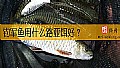 《钓军鱼用什么路亚饵好?》封面图