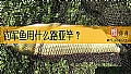 《钓军鱼用什么路亚竿？》封面图