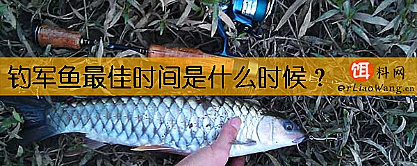 钓军鱼最佳时间是什么时候