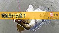 《鳜鱼是什么鱼？》封面图