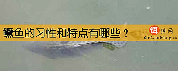 鳜鱼的习性和特点有哪些