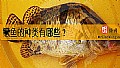 《鳜鱼的种类有哪些？》封面图