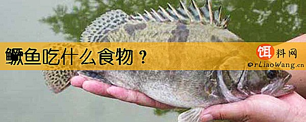 鳜鱼吃什么食物