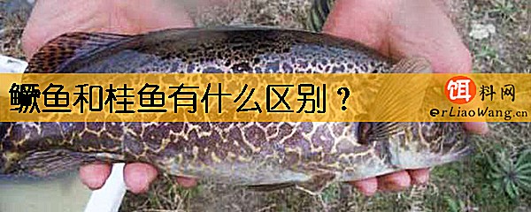 鳜鱼和桂鱼有什么区别