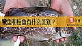 《鳜鱼和桂鱼有什么区别？》封面图