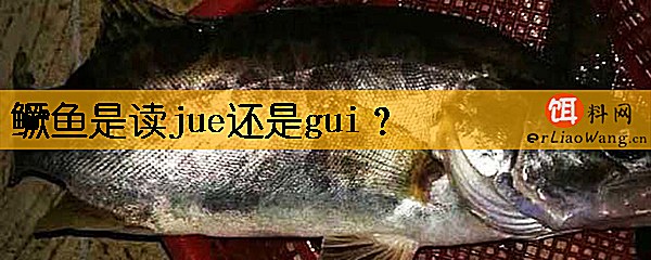 鳜鱼是读jue还是gui