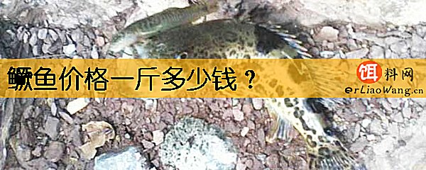 鳜鱼价格一斤多少钱