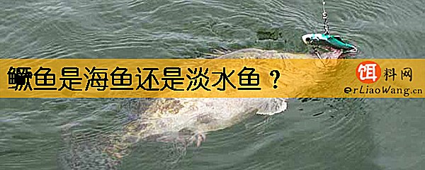 鳜鱼是海鱼还是淡水鱼