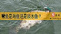 《鳜鱼是海鱼还是淡水鱼？》封面图