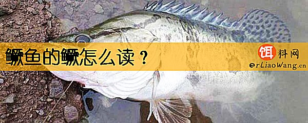 鳜鱼的鳜怎么读