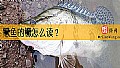 《鳜鱼的鳜怎么读？》封面图