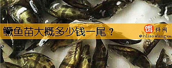 鳜鱼苗大概多少钱一尾