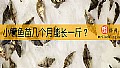 《小鳜鱼苗几个月能长一斤？》封面图