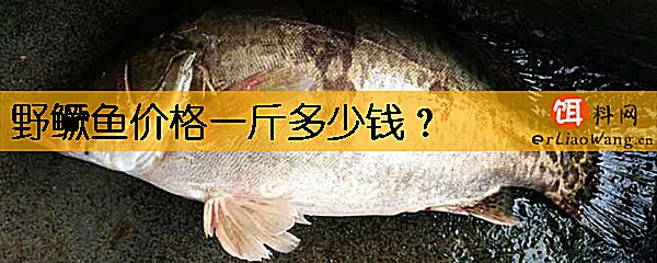 野鳜鱼价格一斤多少钱