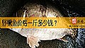 《野鳜鱼价格一斤多少钱？》封面图