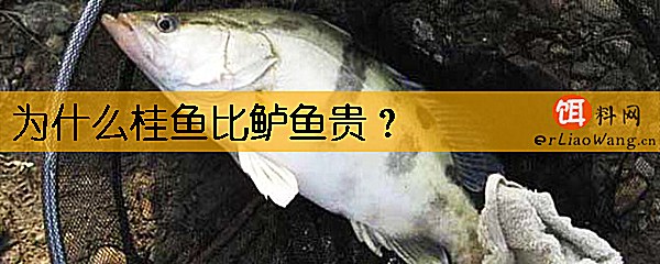 为什么桂鱼比鲈鱼贵