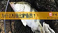 《为什么桂鱼比鲈鱼贵？》封面图