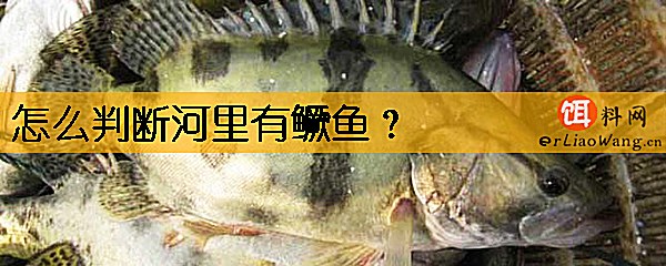 怎么判断河里有鳜鱼