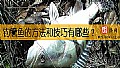 《钓鳜鱼的方法和技巧有哪些?》封面图