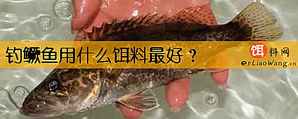 钓鳜鱼用什么饵料最好