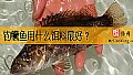 《钓鳜鱼用什么饵料最好?》封面图
