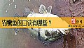 《钓鳜鱼的口诀有哪些?》封面图