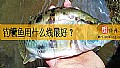 《钓鳜鱼用什么线最好?》封面图