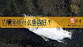 钓鳜鱼用什么鱼钩好？