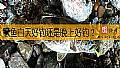 《鳜鱼白天好钓还是晚上好钓?》封面图