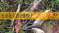 《桂鱼怎么钓上鱼快?》封面图