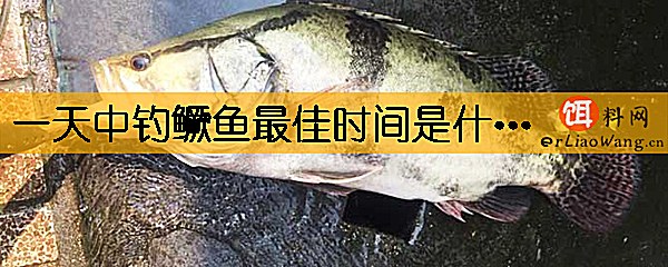 一天中钓鳜鱼最佳时间是什么时候