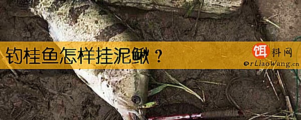 钓桂鱼怎样挂泥鳅