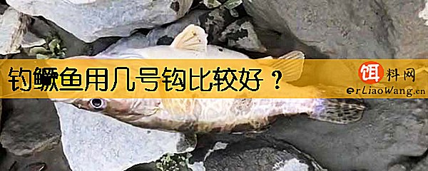 钓鳜鱼用几号钩比较好