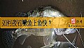 《如何夜钓鳜鱼上鱼快？》封面图