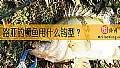 《路亚钓鳜鱼用什么钩型？》封面图