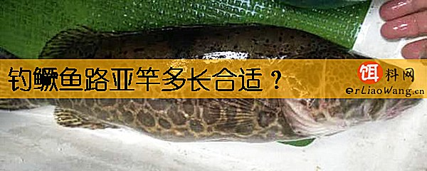 钓鳜鱼路亚竿多长合适