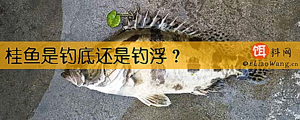 桂鱼是钓底还是钓浮