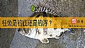 《桂鱼是钓底还是钓浮？》封面图