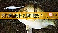 夜钓鳜鱼用什么假饵最好？