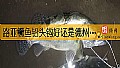 《路亚鳜鱼铅头钩好还是德州好?》封面图