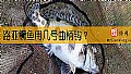 路亚鳜鱼用几号曲柄钩？