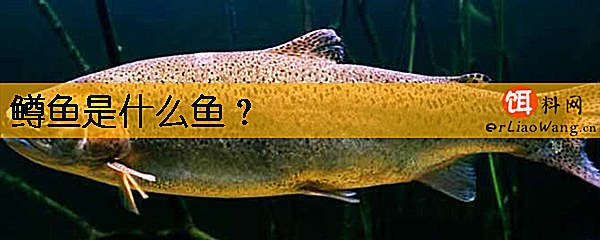 鳟鱼是什么鱼