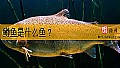 《鳟鱼是什么鱼?》封面图