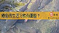 《鳟鱼的生活习性有哪些?》封面图